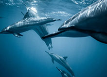 bob半岛体育登录入口-【西乙】10人西班牙人0比2遭两连败 武磊替补出场